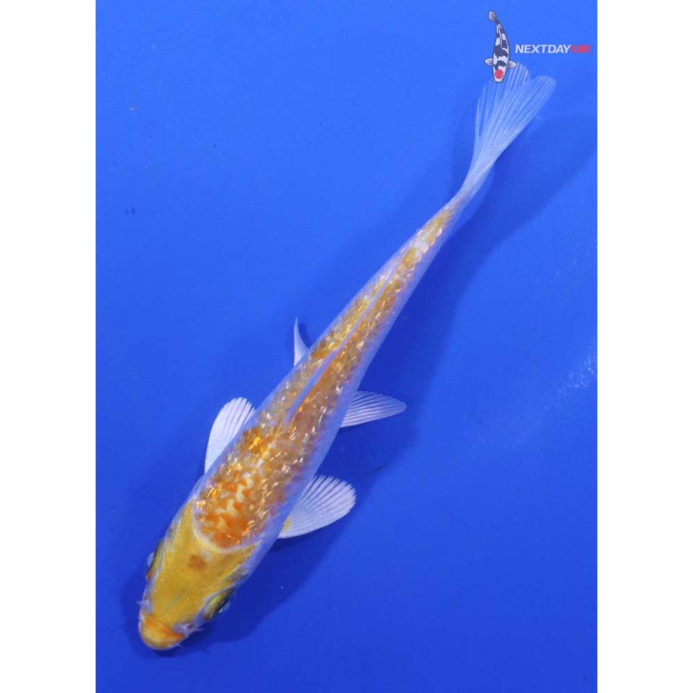 4” Imported Gin Rin Lemon Hariwake