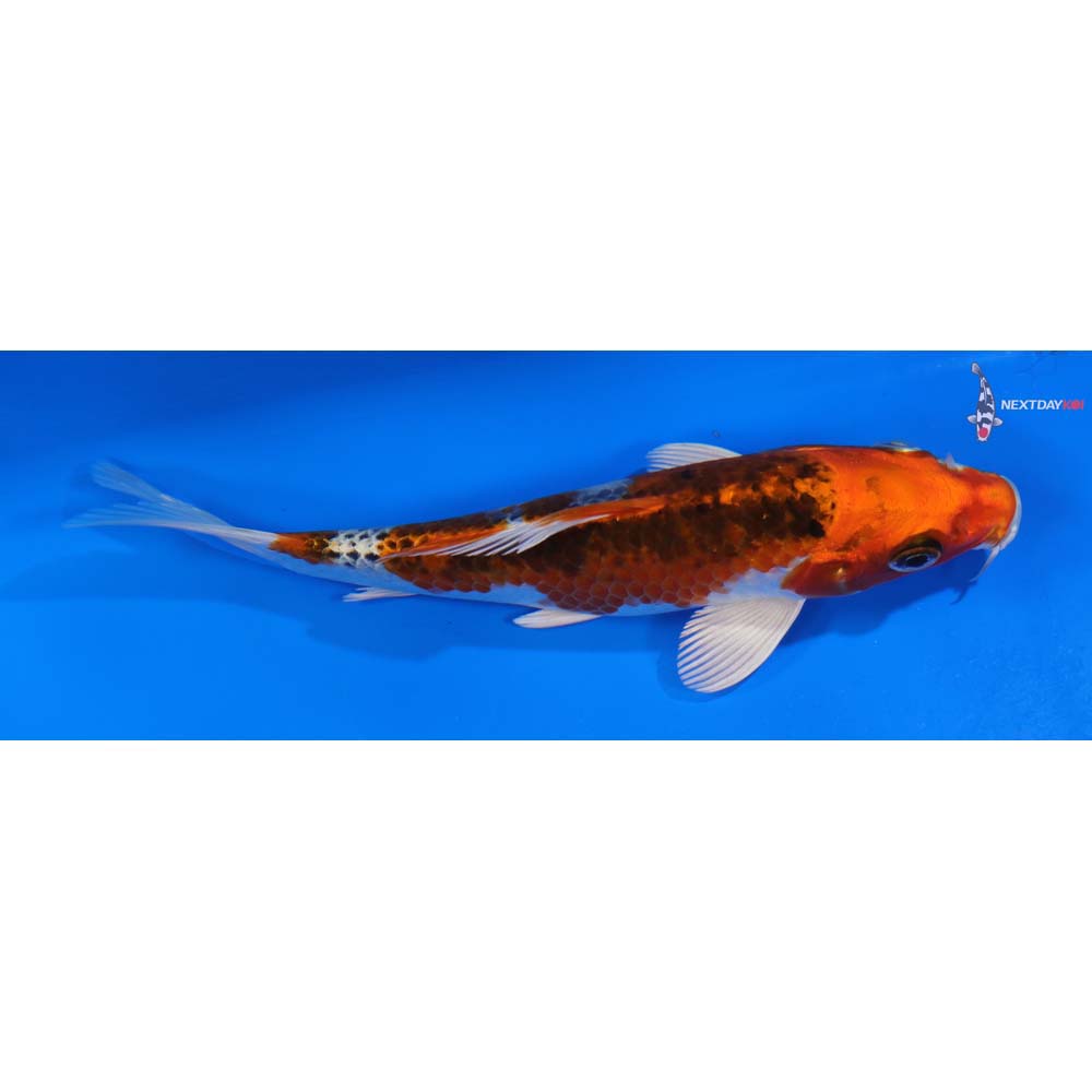 6” Imported Kujaku