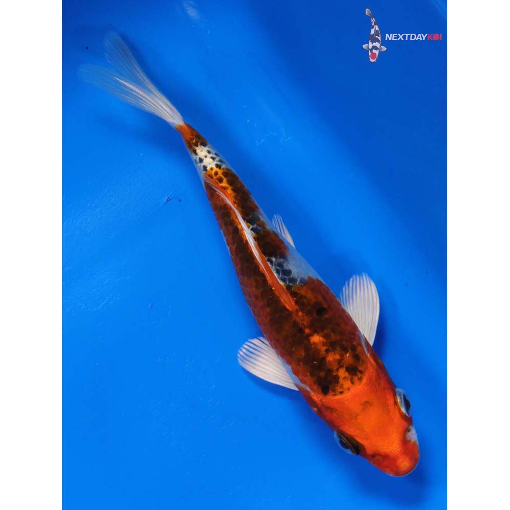 6” Imported Kujaku