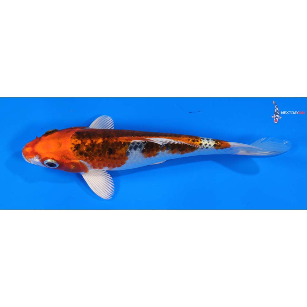 6” Imported Kujaku