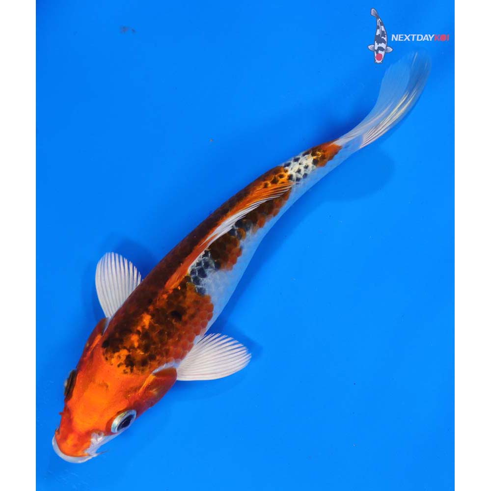 6” Imported Kujaku