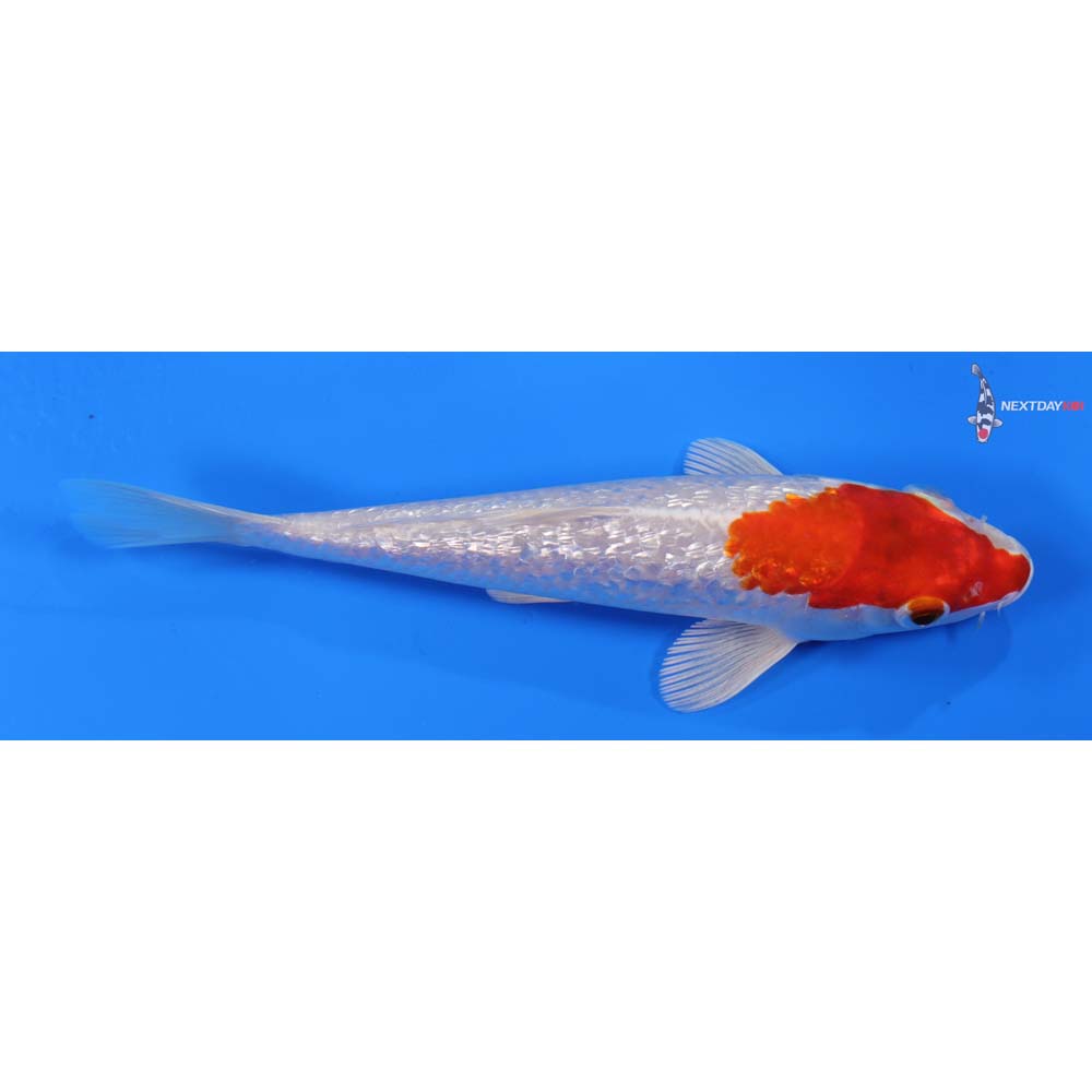 6.5” Imported Gin Rin Hariwake