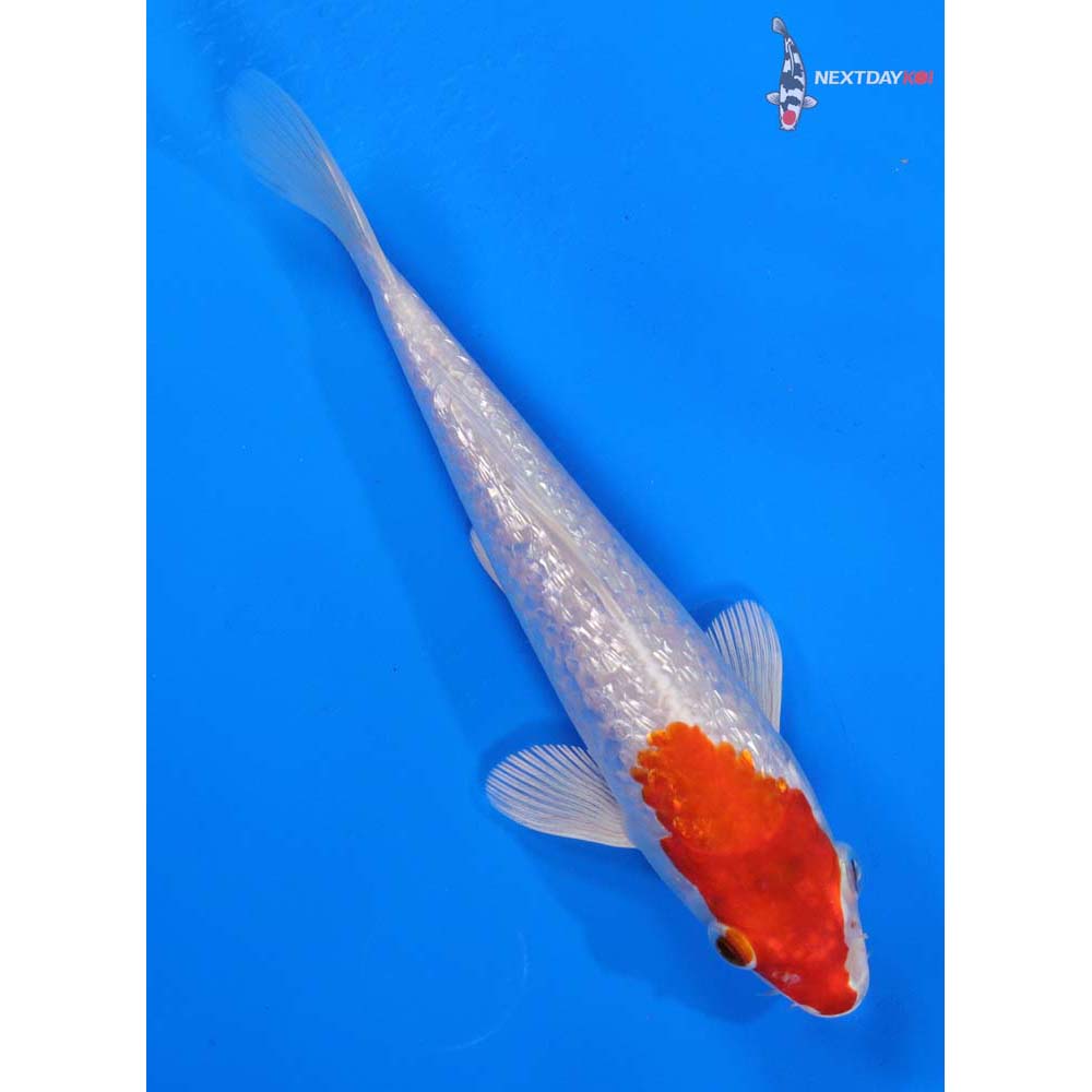 6.5” Imported Gin Rin Hariwake