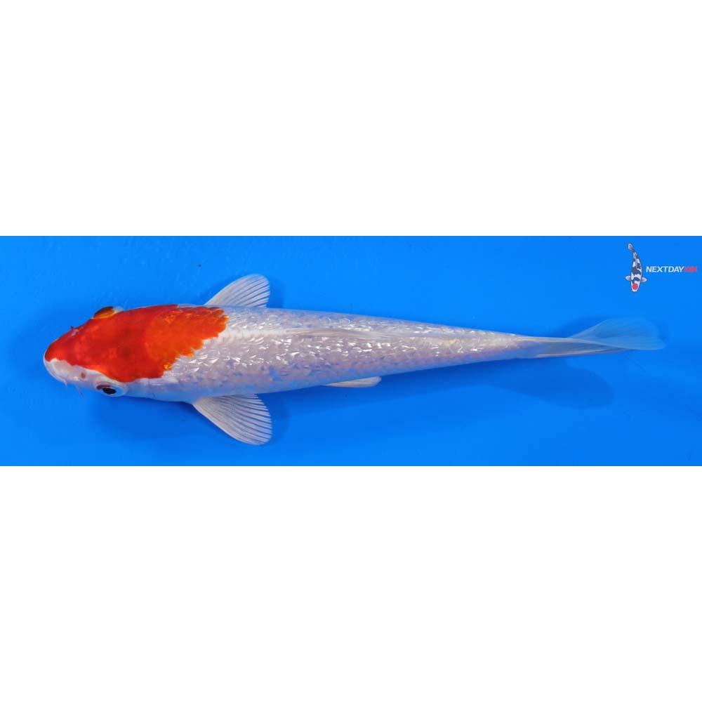 6.5” Imported Gin Rin Hariwake