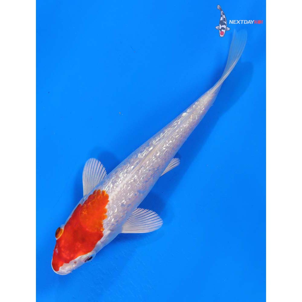 6.5” Imported Gin Rin Hariwake