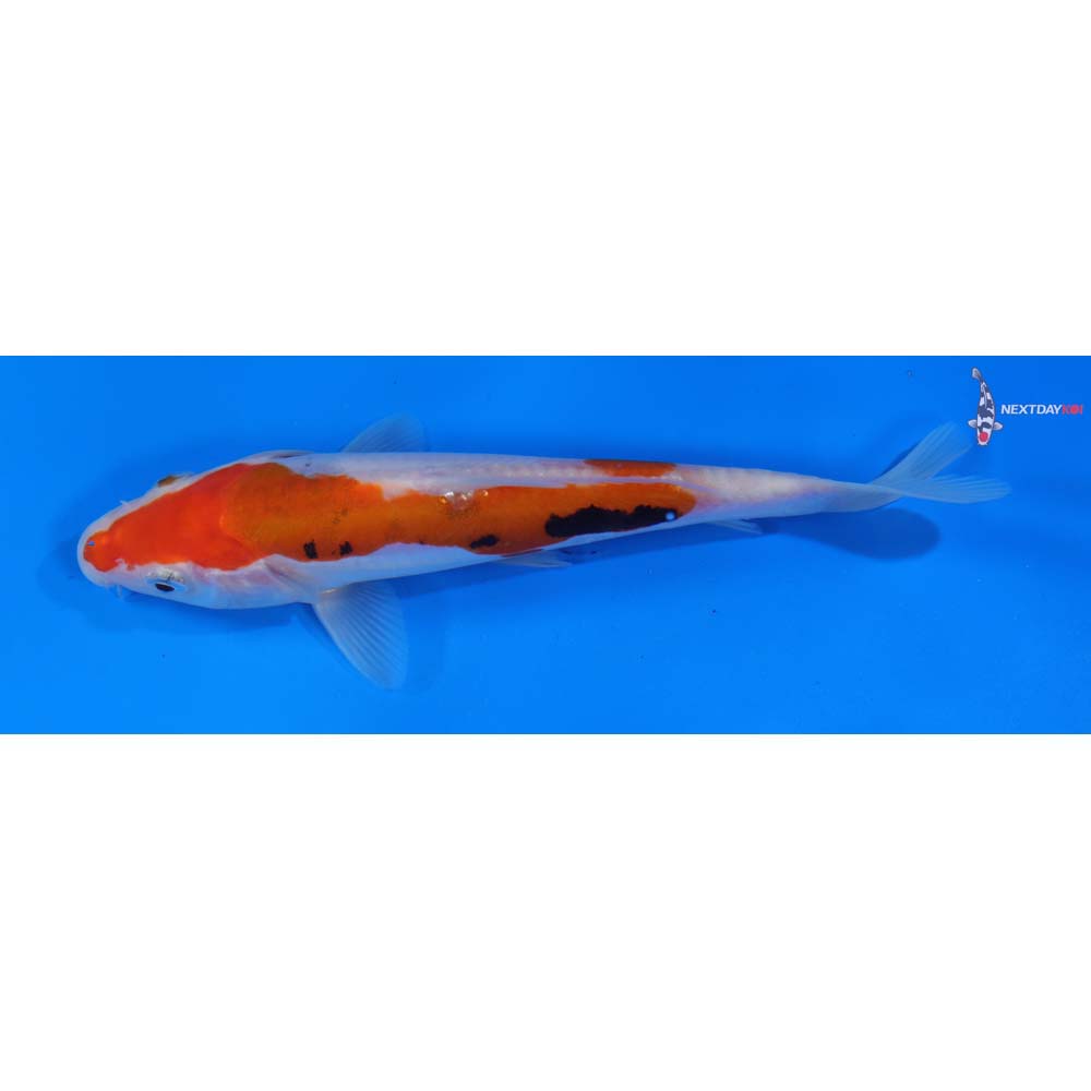 6.5” Imported Beni Kumonryu