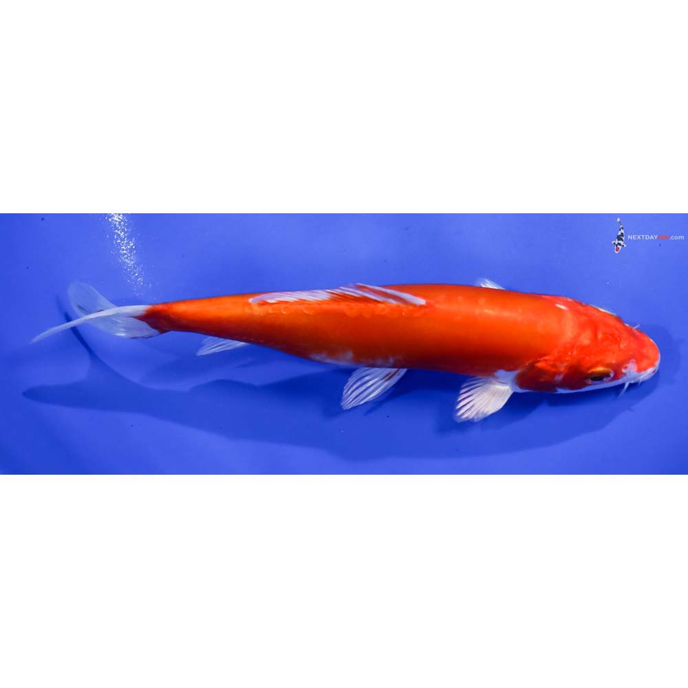 6.5” Imported Kikusui