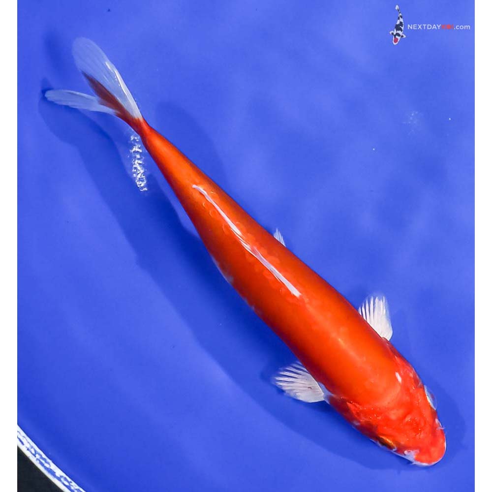 6.5” Imported Kikusui