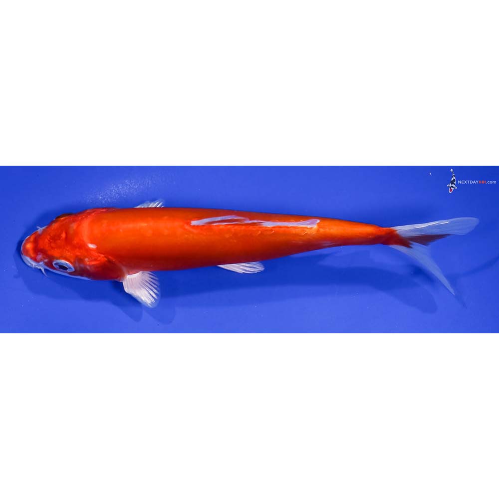 6.5” Imported Kikusui