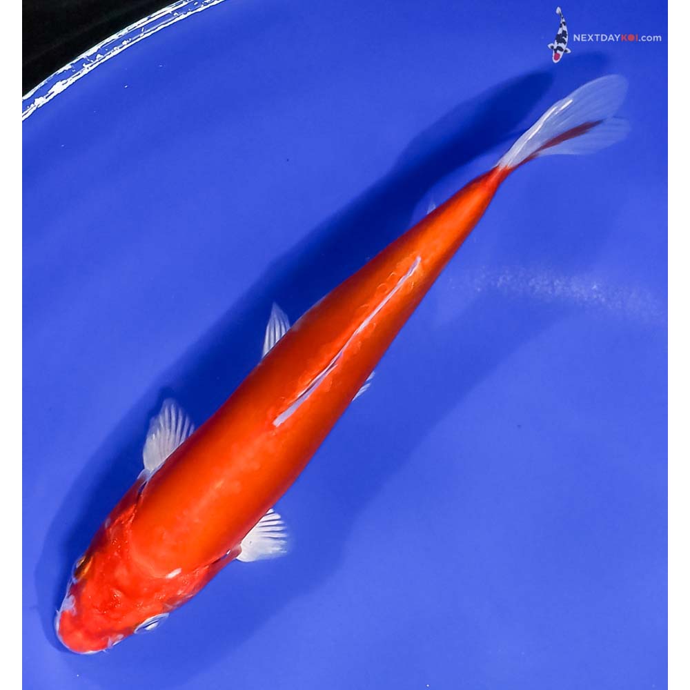 6.5” Imported Kikusui