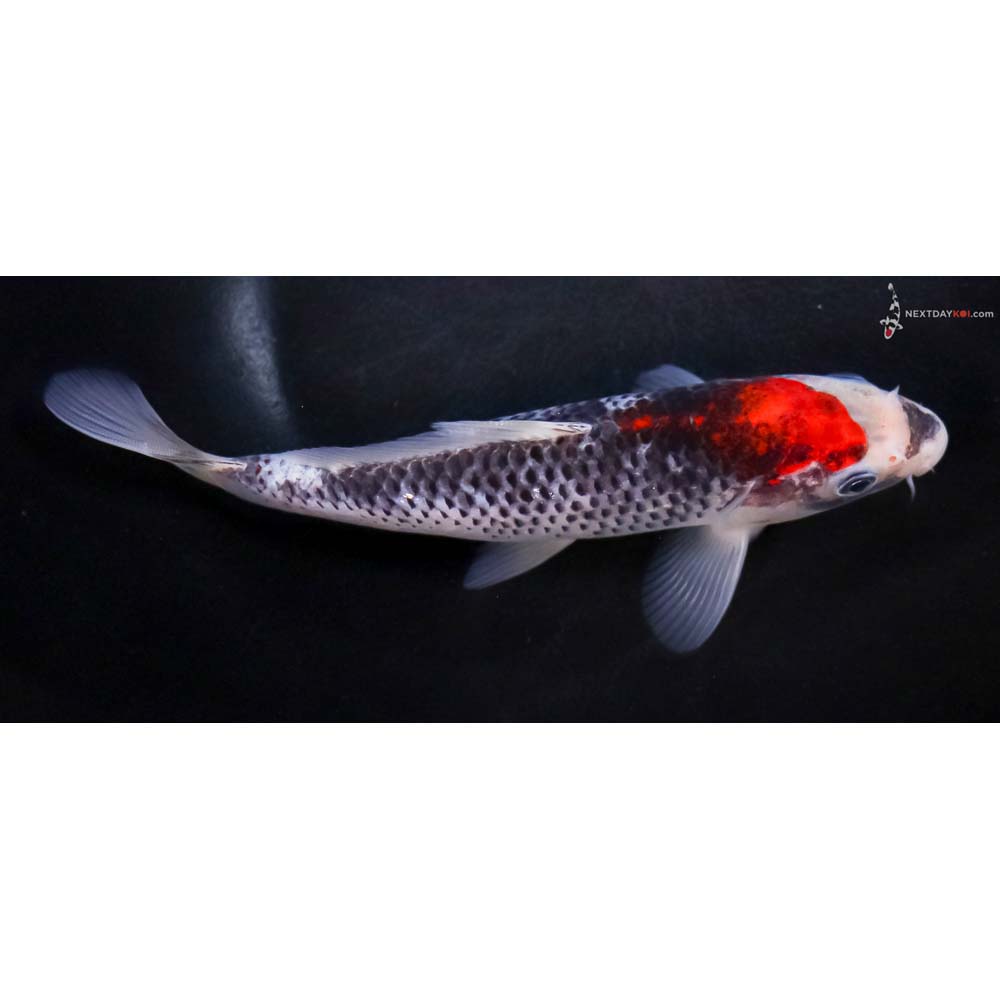 7” Imported Goshiki