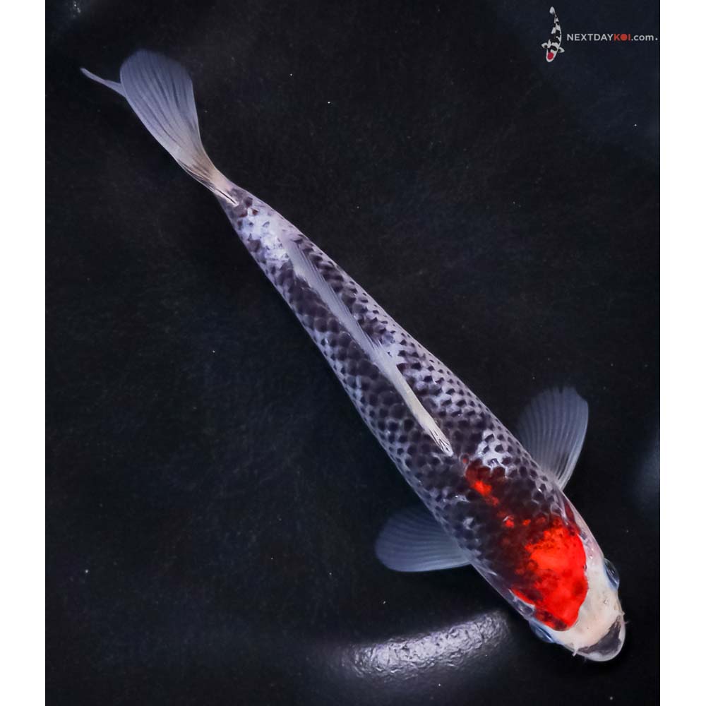 7” Imported Goshiki