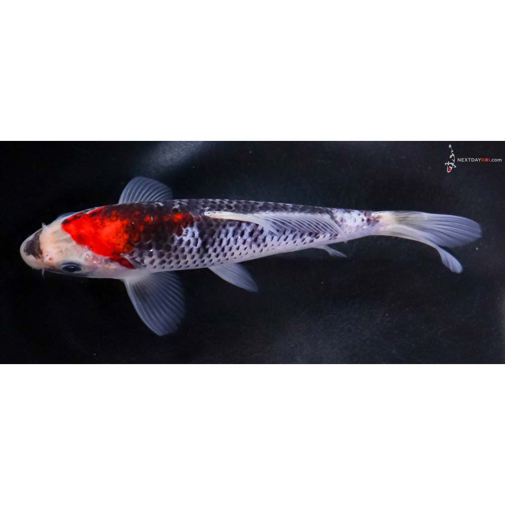 7” Imported Goshiki