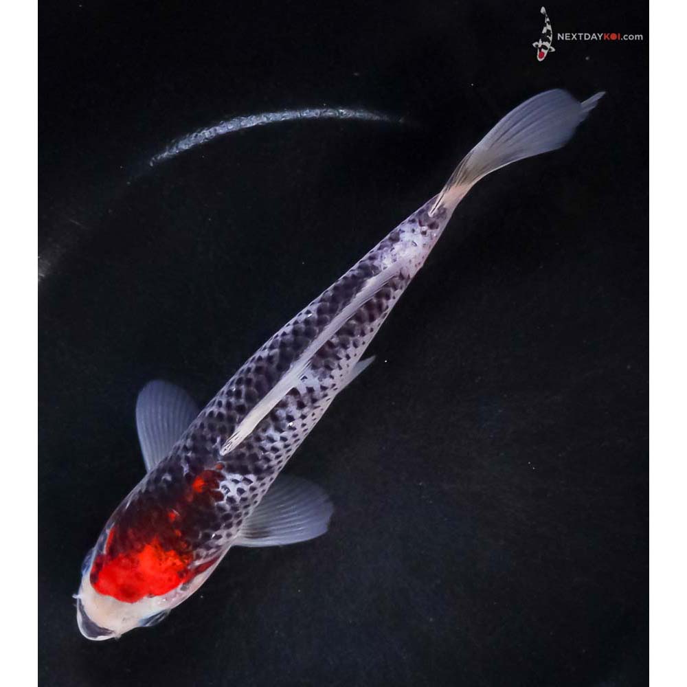 7” Imported Goshiki