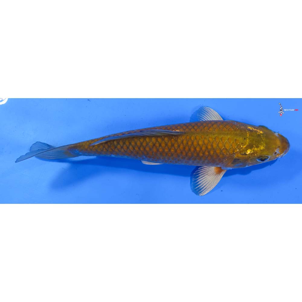 8.5” Imported Chagoi