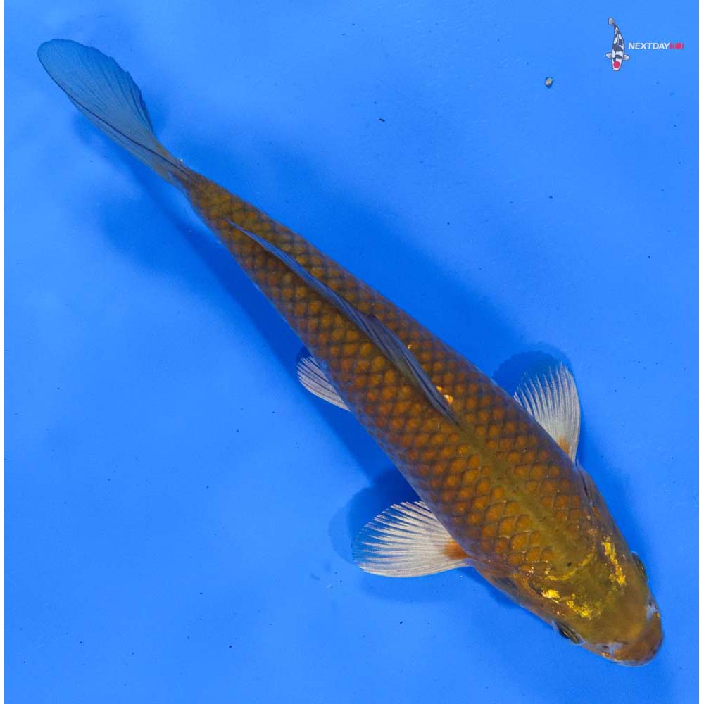 8.5” Imported Chagoi