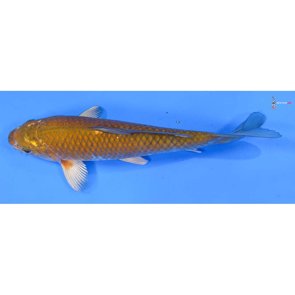 8.5” Imported Chagoi