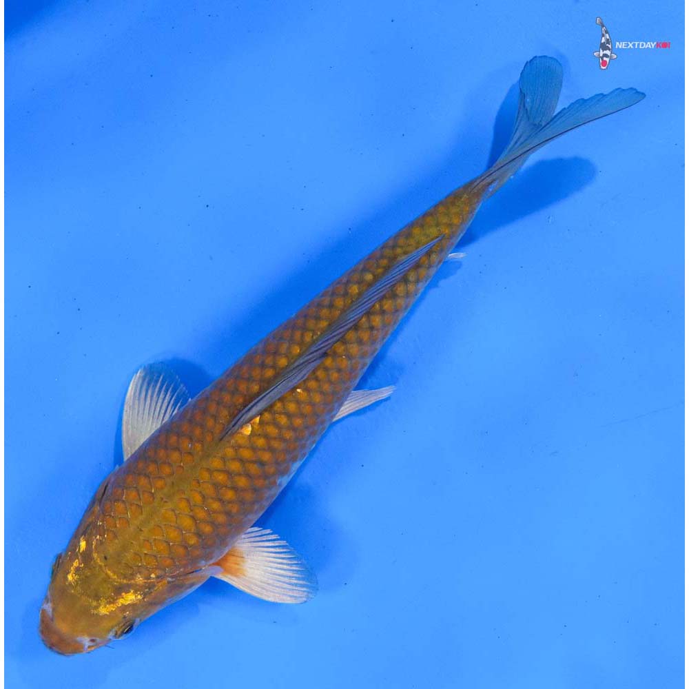 8.5” Imported Chagoi