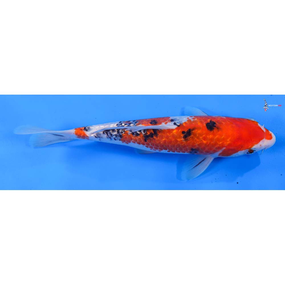9” Imported Gin Rin Sanke