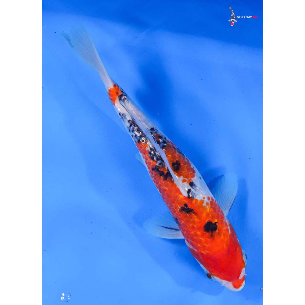 9” Imported Gin Rin Sanke