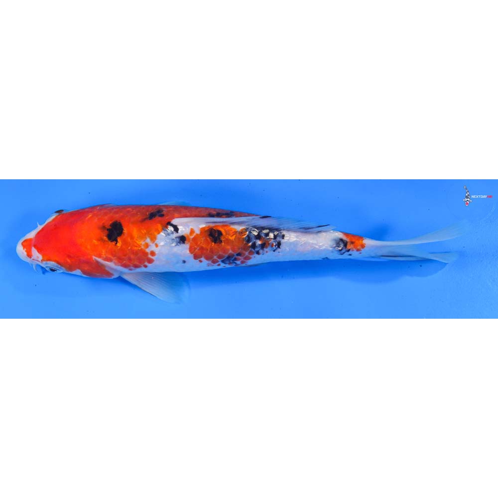 9” Imported Gin Rin Sanke