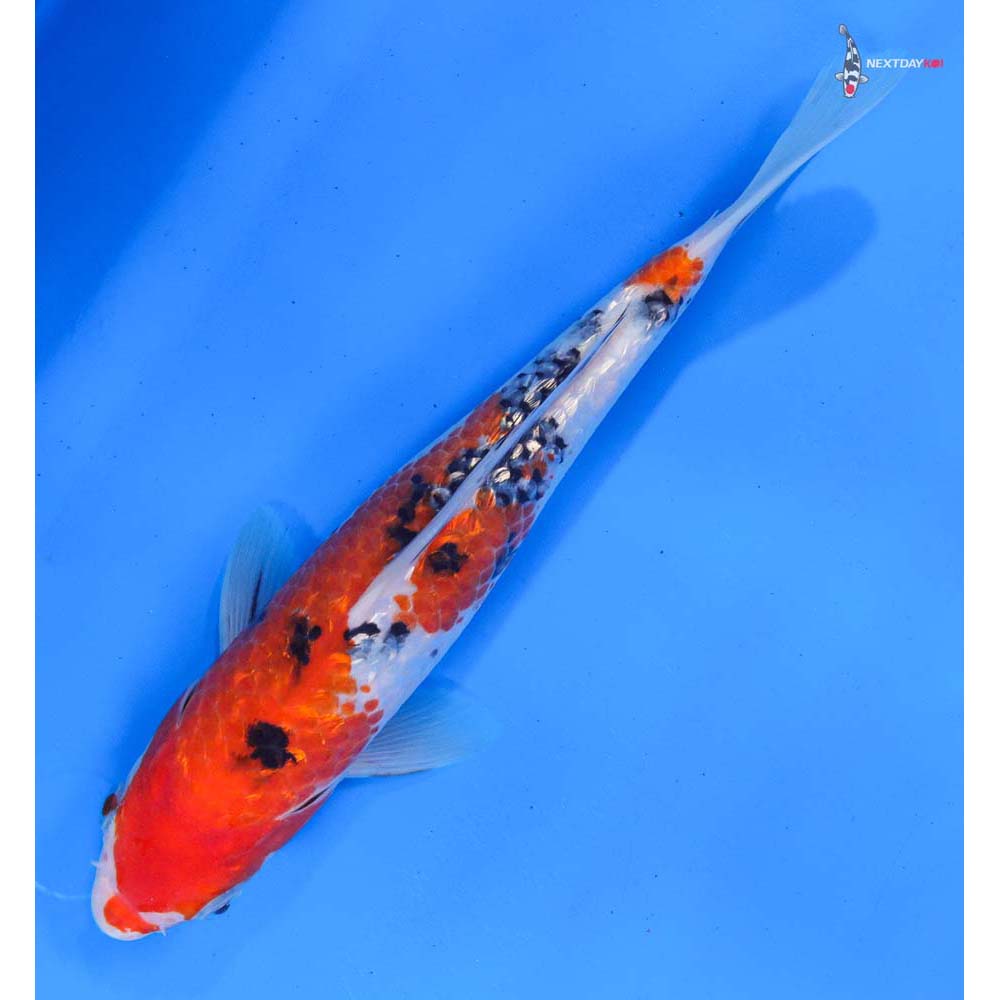 9” Imported Gin Rin Sanke