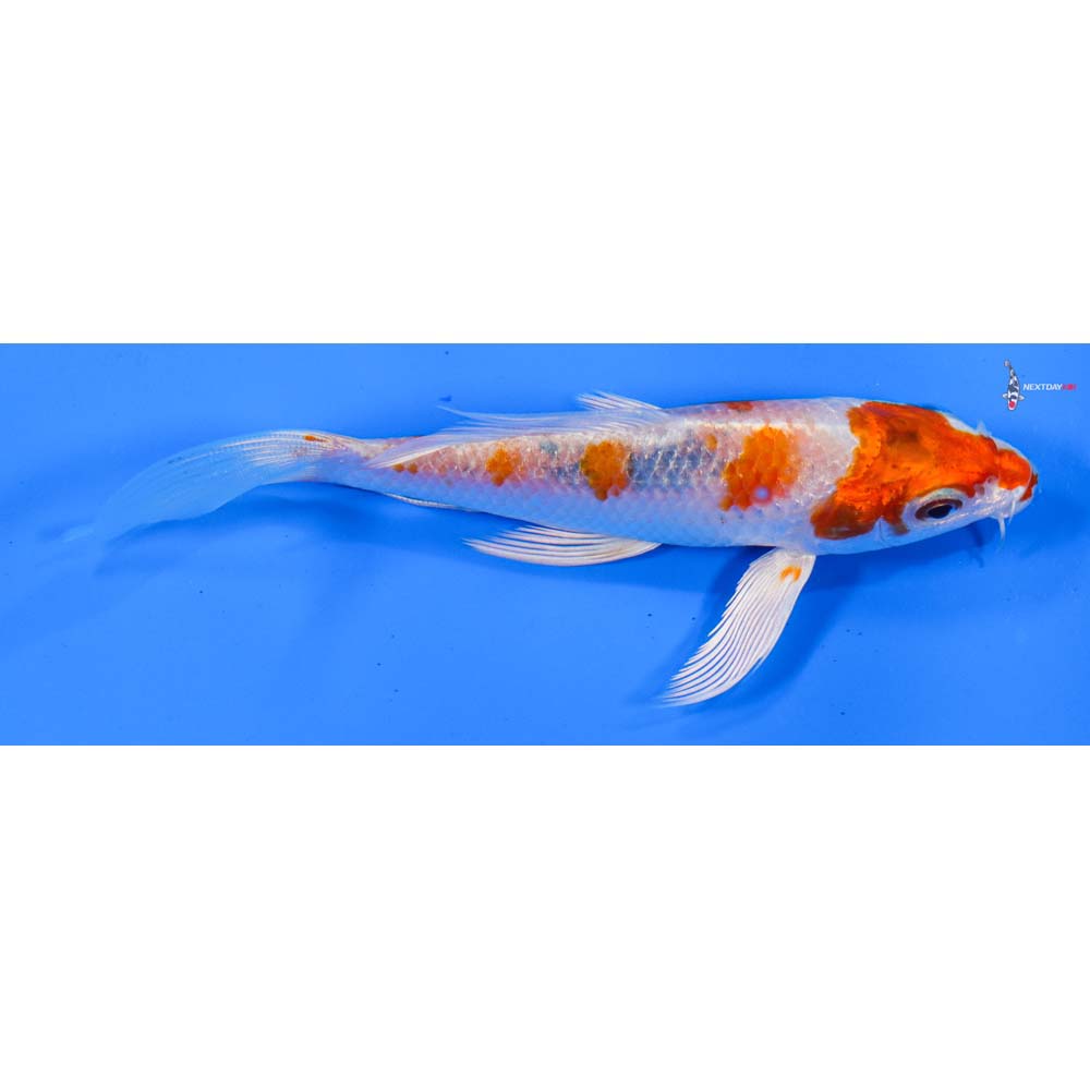 4” Imported Hariwake Butterfly Koi