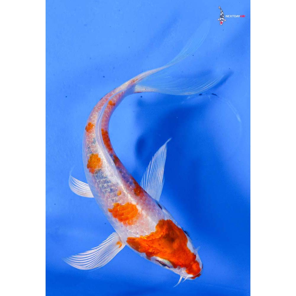 4” Imported Hariwake Butterfly Koi