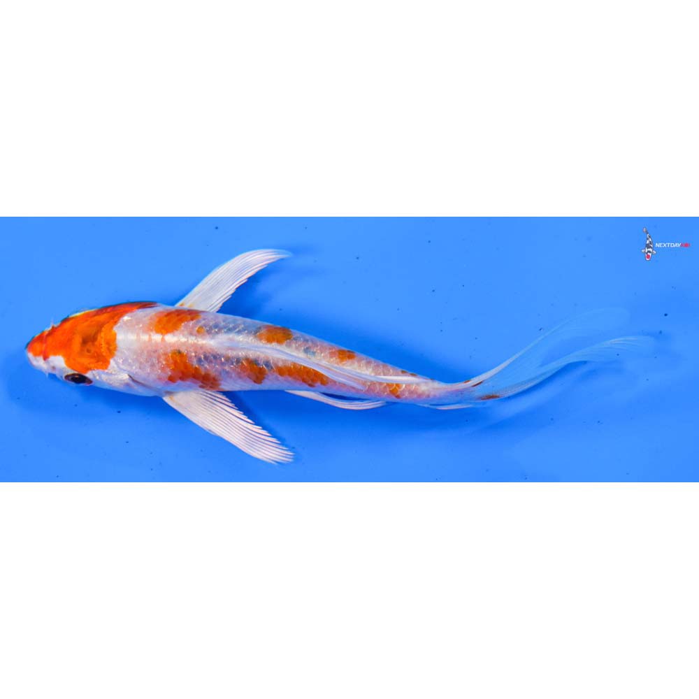 4” Imported Hariwake Butterfly Koi