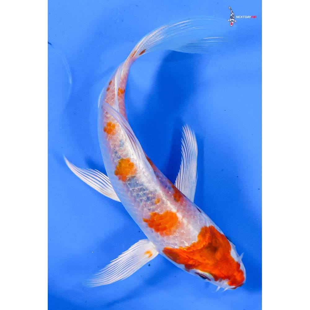 4” Imported Hariwake Butterfly Koi