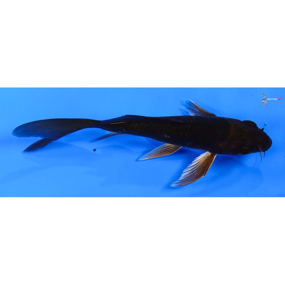 4.5” Imported Chagoi Butterfly Koi