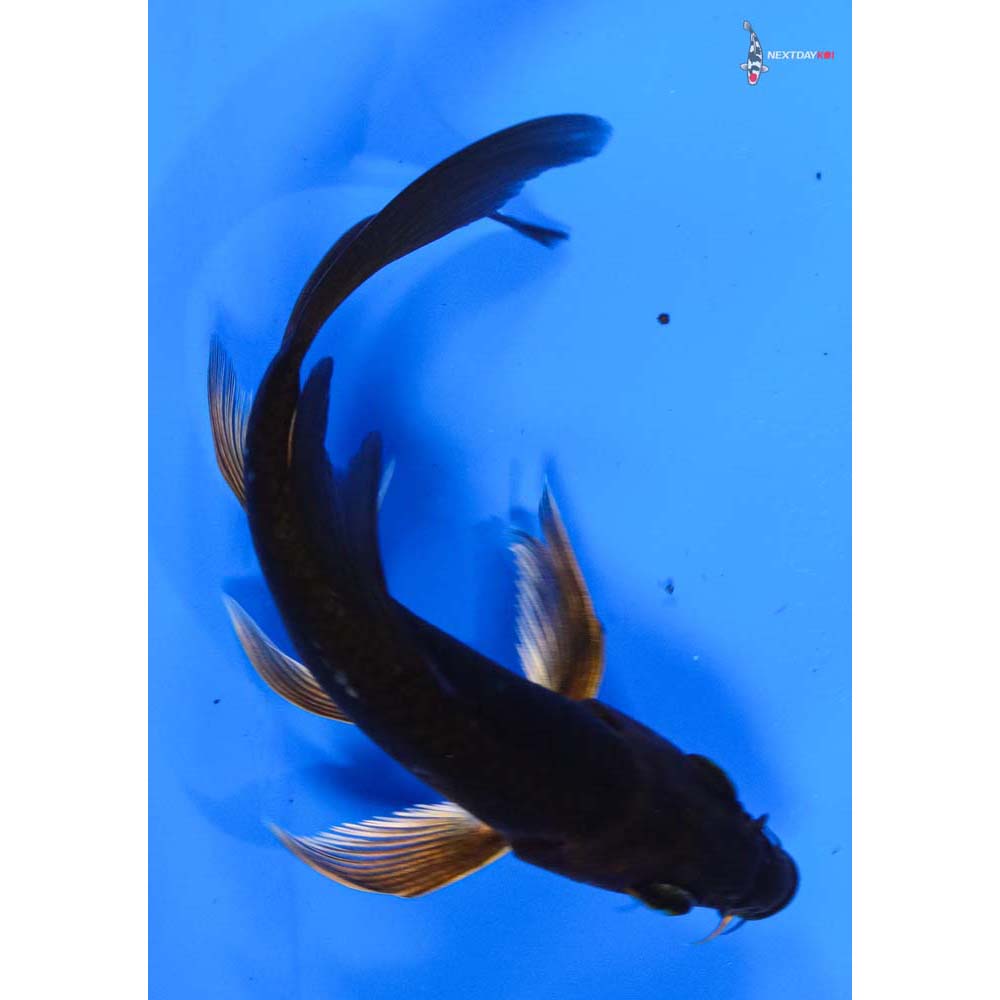 4.5” Imported Chagoi Butterfly Koi