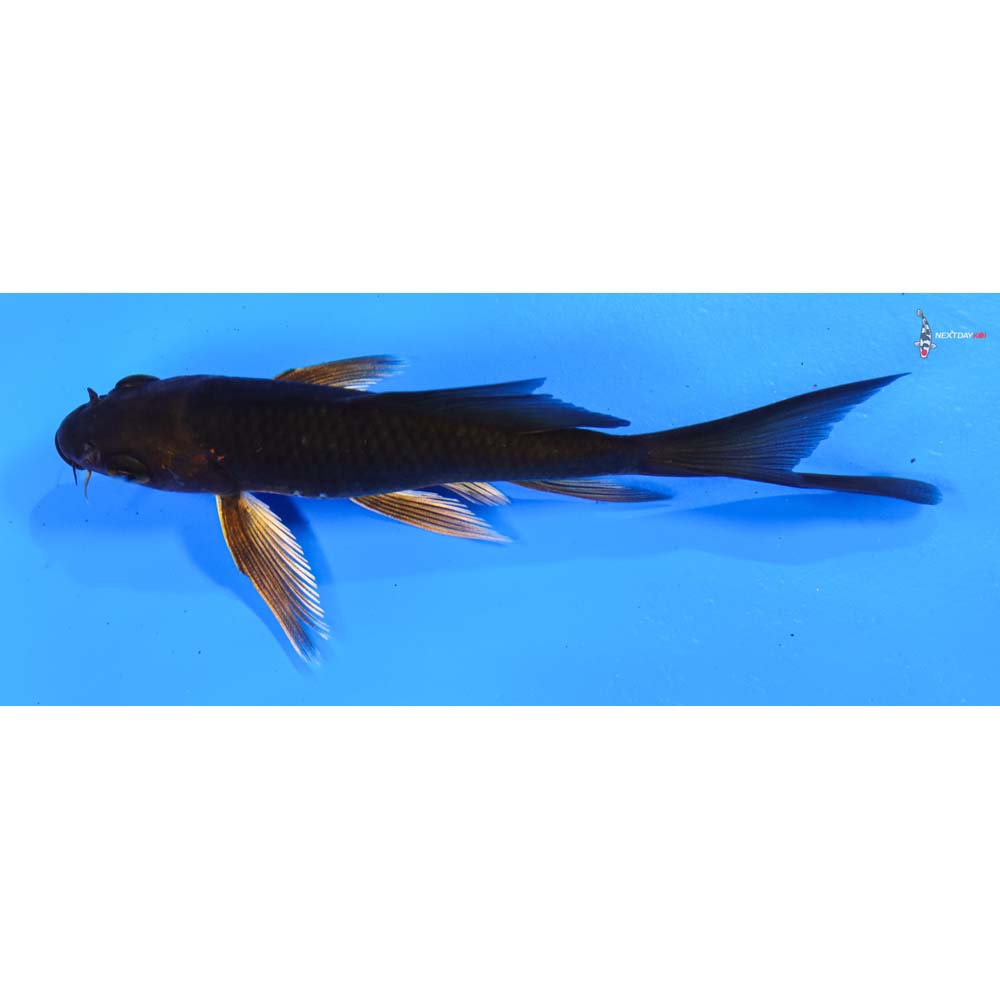 4.5” Imported Chagoi Butterfly Koi