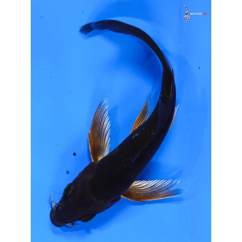 4.5” Imported Chagoi Butterfly Koi