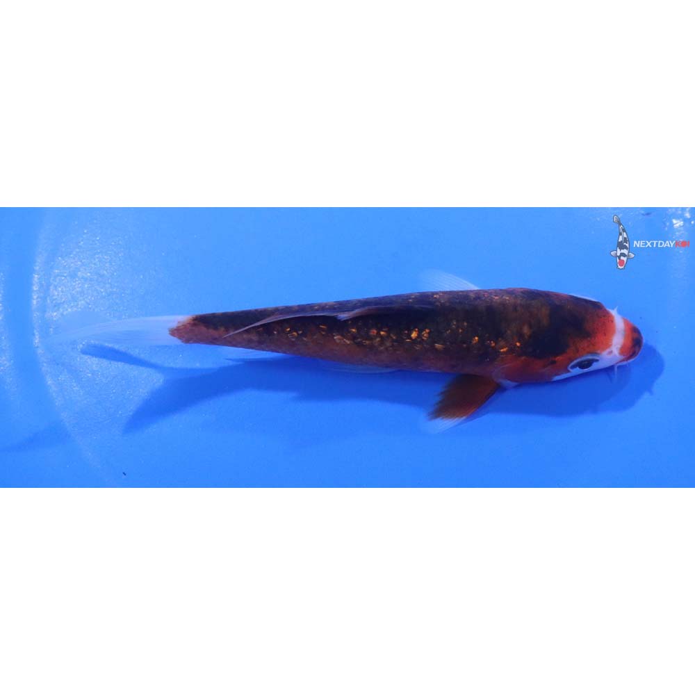 5” Imported Gin Rin Goromo