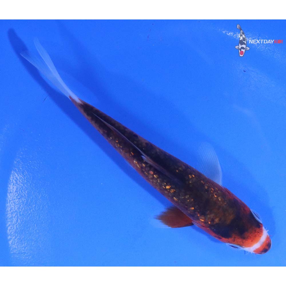 5” Imported Gin Rin Goromo