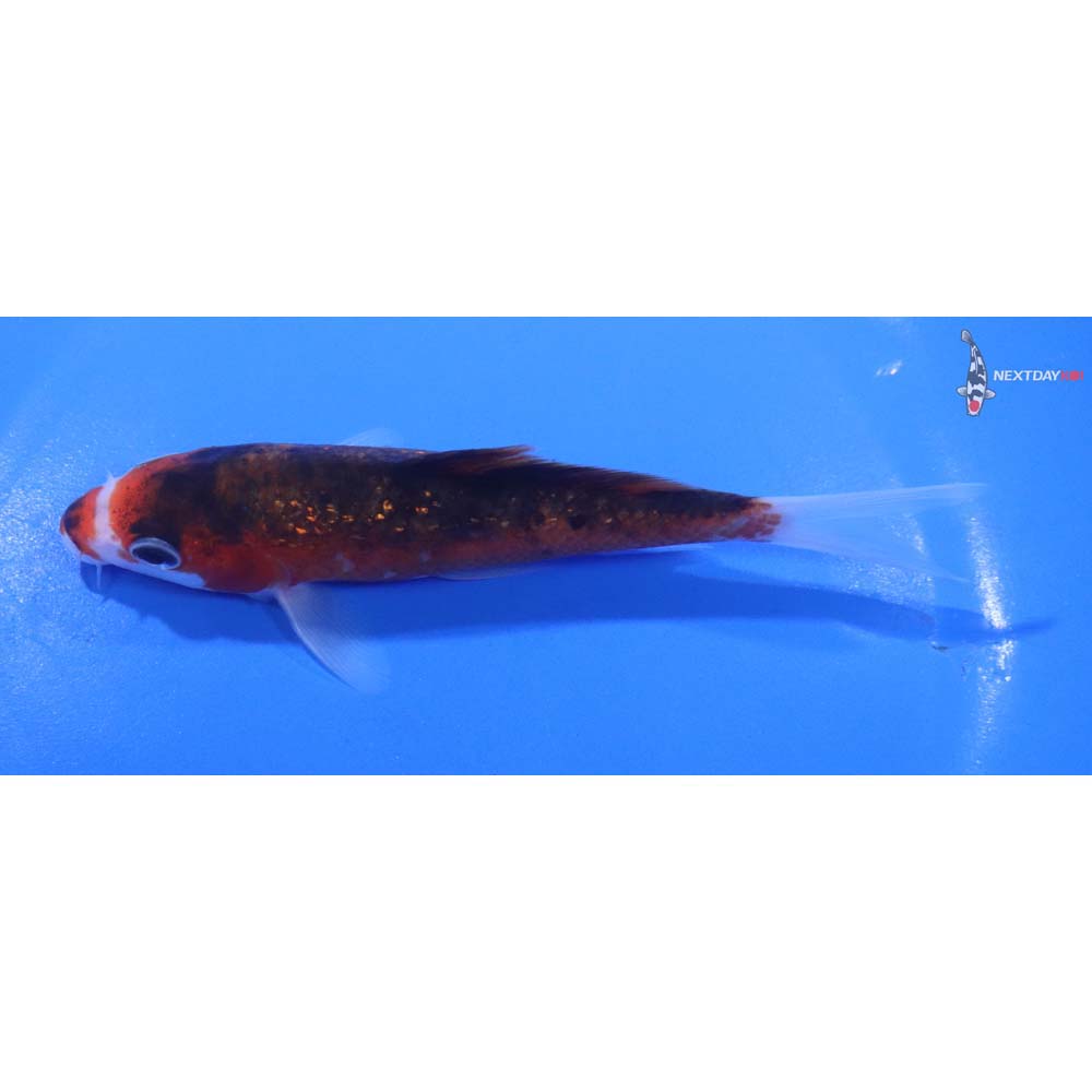 5” Imported Gin Rin Goromo
