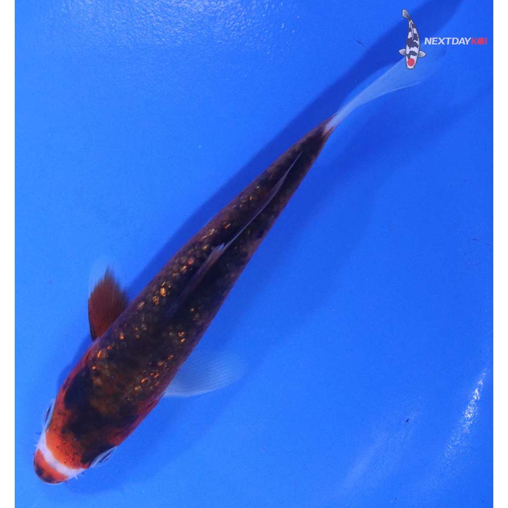 5” Imported Gin Rin Goromo