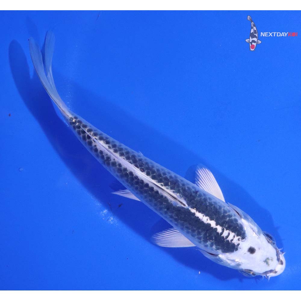 6” Imported Gin Matsuba