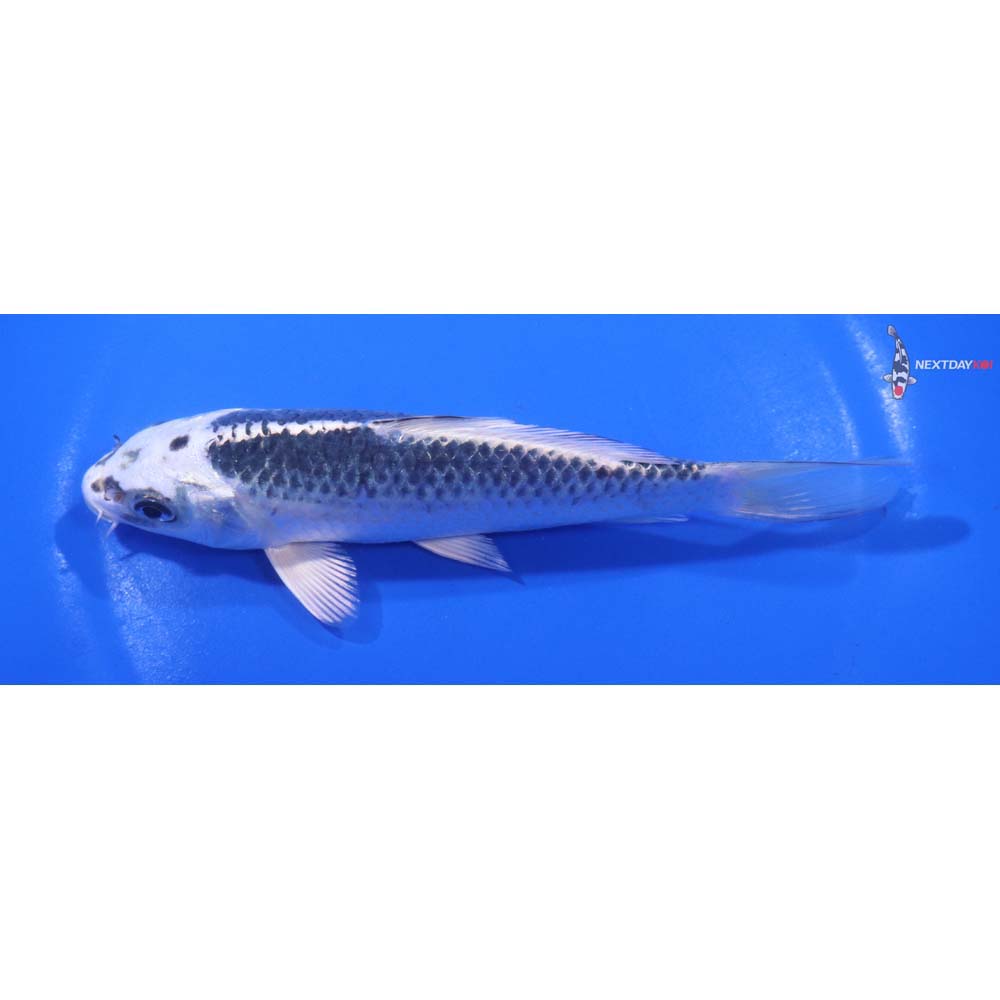 6” Imported Gin Matsuba