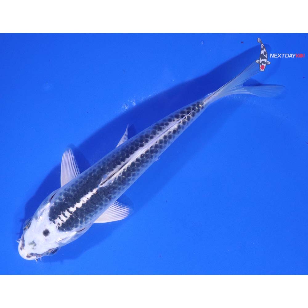 6” Imported Gin Matsuba