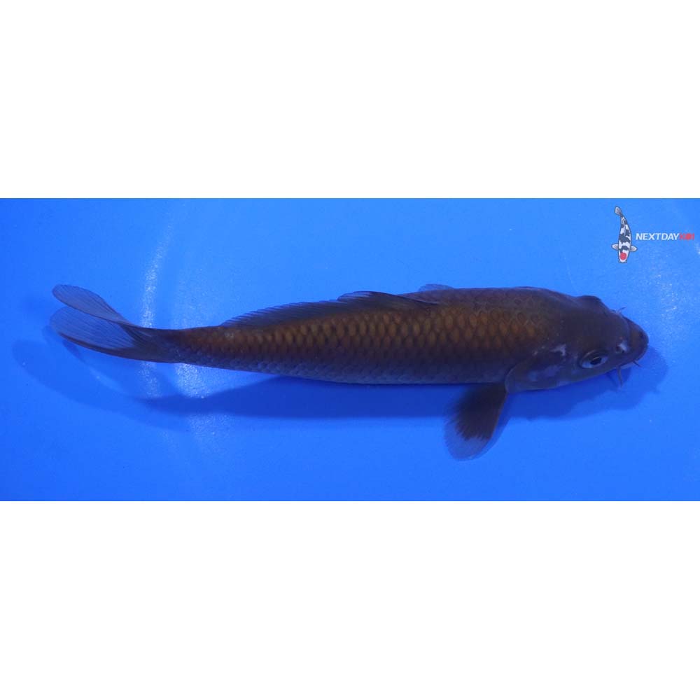 6” Imported Chagoi