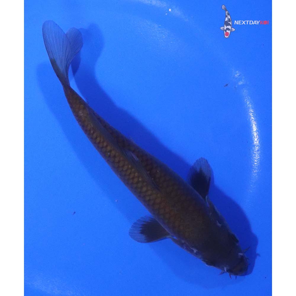 6” Imported Chagoi