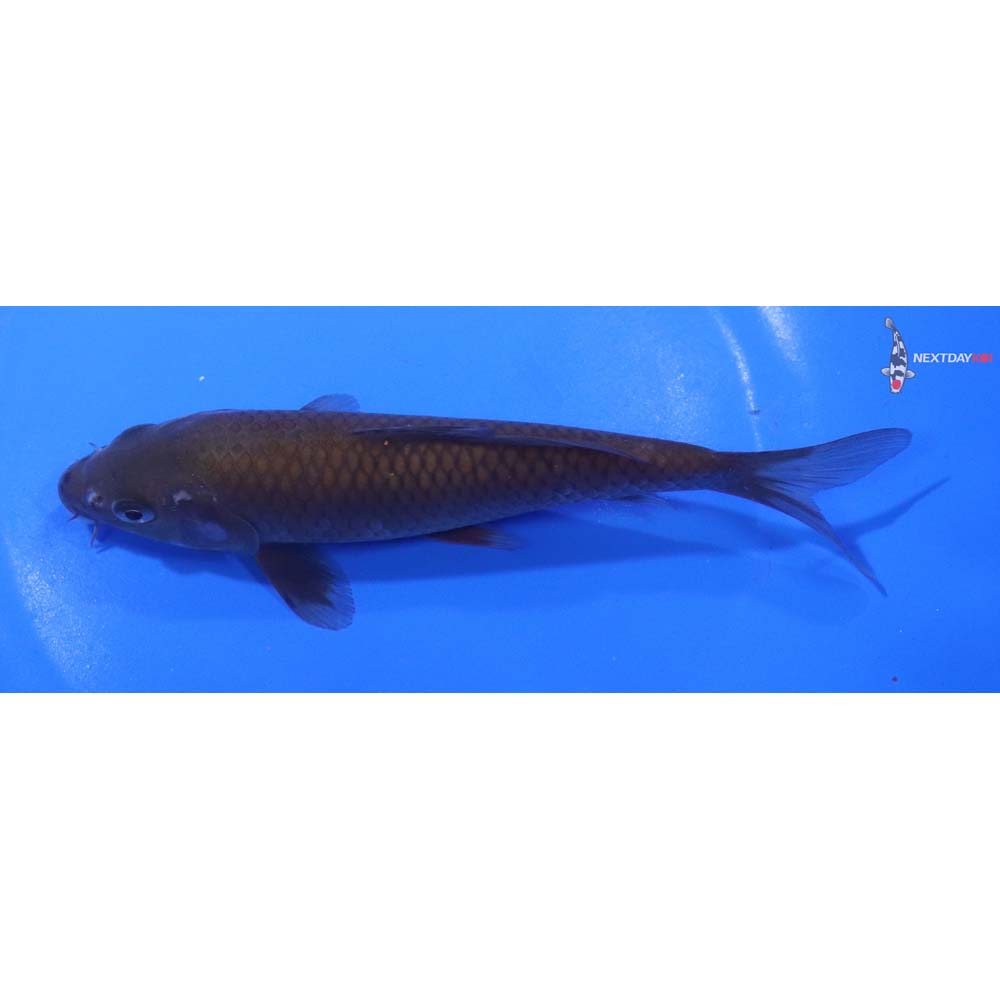 6” Imported Chagoi