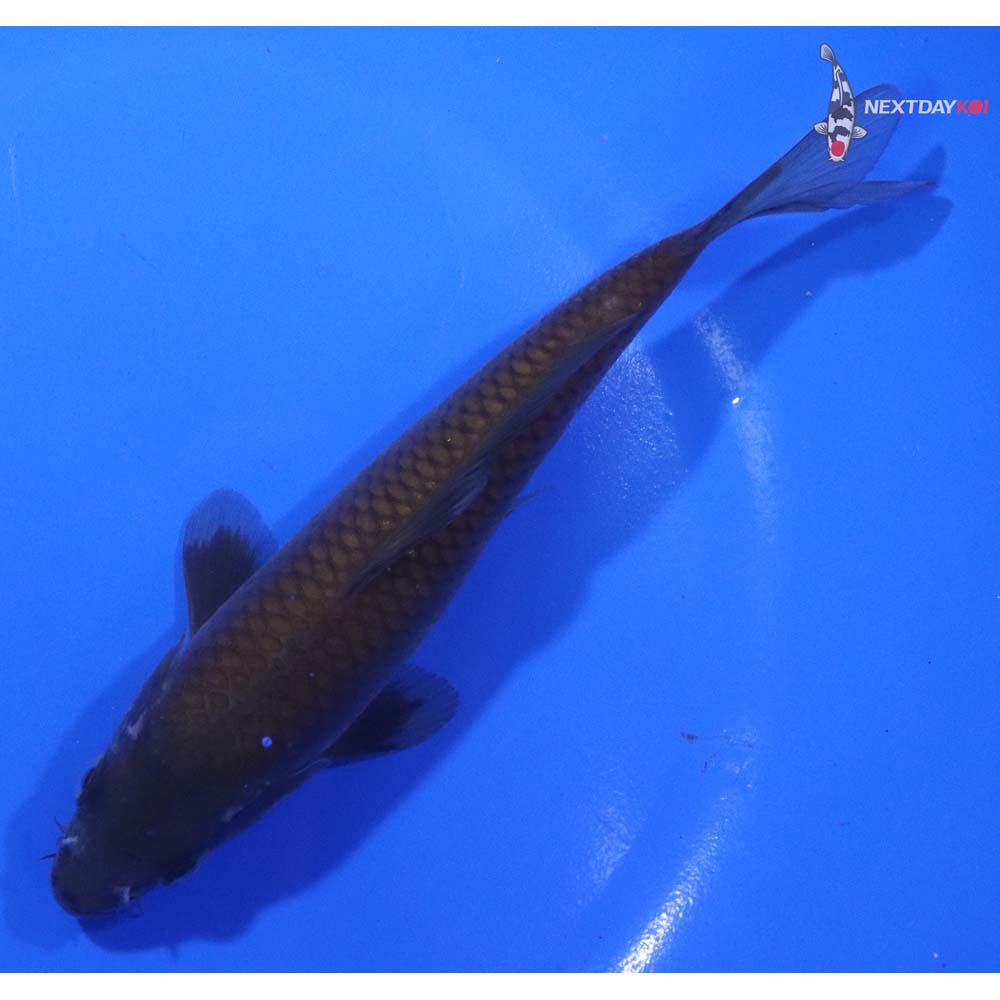 6” Imported Chagoi