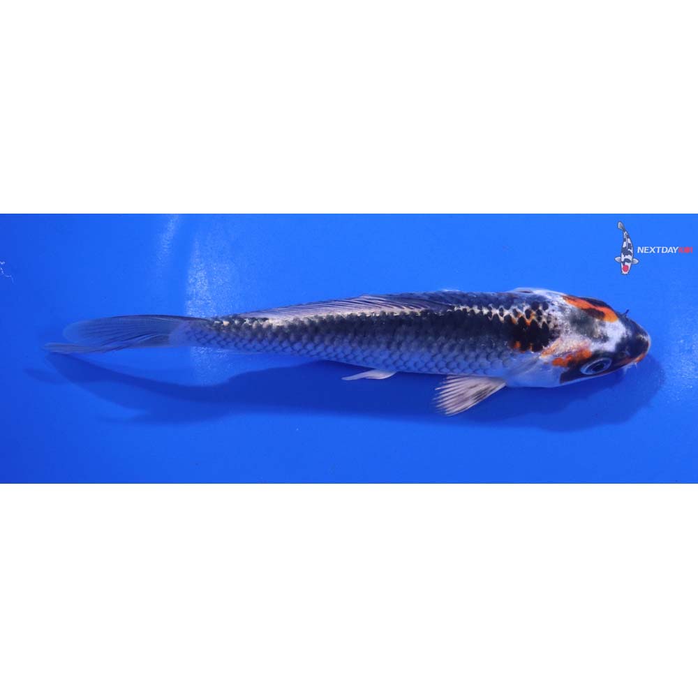 6” Imported Kujaku