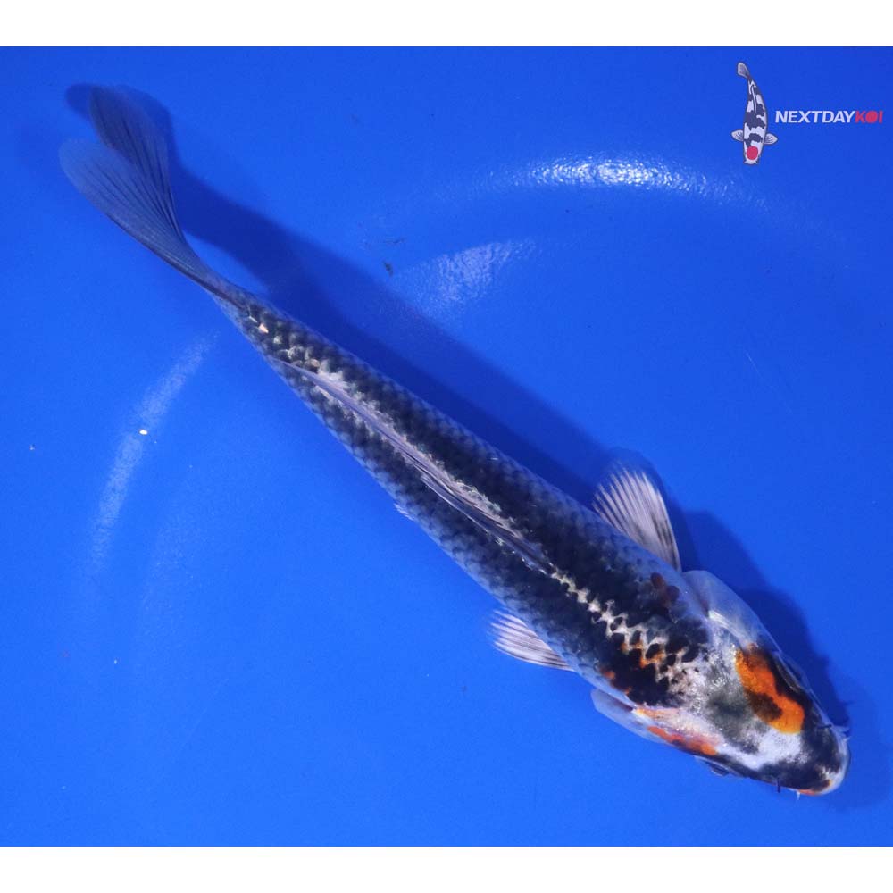 6” Imported Kujaku