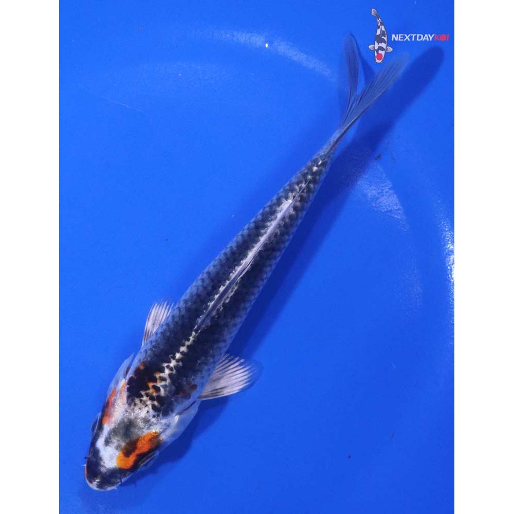 6” Imported Kujaku
