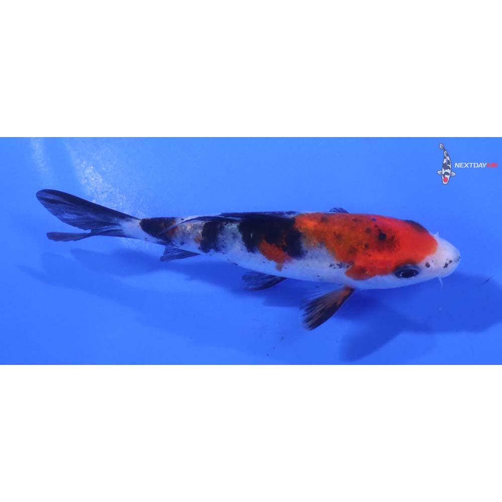 4” Imported Sanke