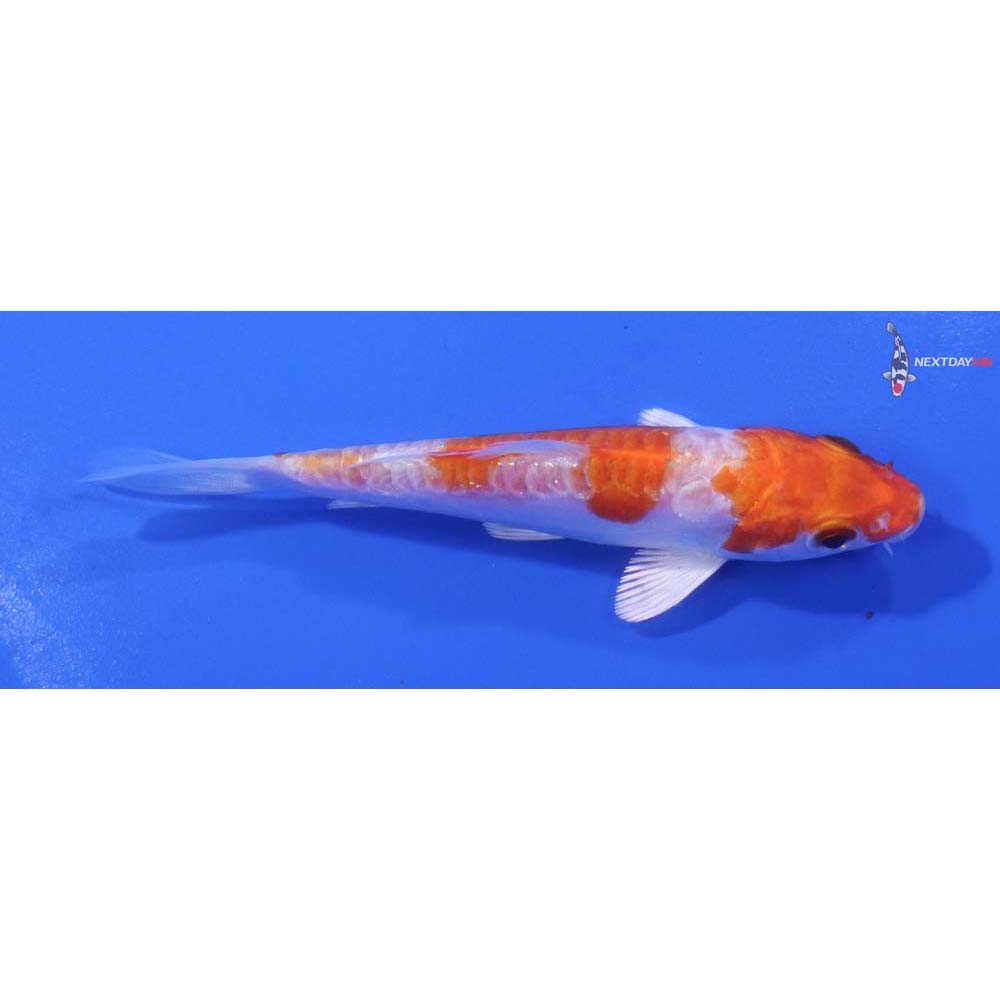 4” Imported Kikusui